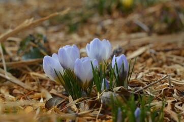 Blooming Crocus chrysanthus  'Blue Pearl'