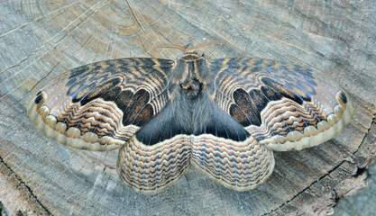 Butterfly (Brahmaea tancrei) © Valeriy Kirsanov