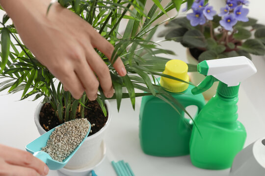 Woman pouring granular fertilizer into pot with house plant at table, closeup