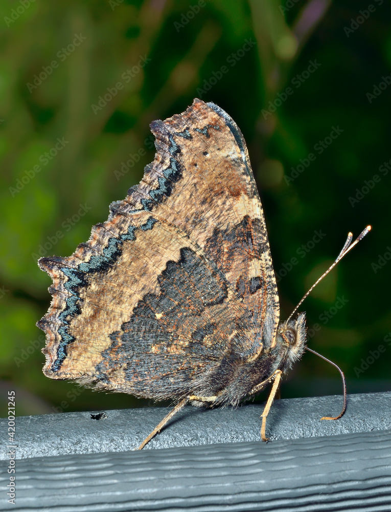 Poster butterfly (nymrhalis xantomelas) 6