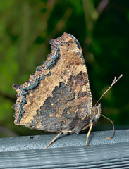 Butterfly (Nymrhalis xantomelas) 6