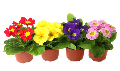 Beautiful primula (primrose) plants with colorful flowers on white background. Spring blossom