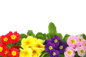 Beautiful primula (primrose) plants with colorful flowers on white background, top view. Spring blossom