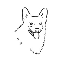 Vector portrait of welsh corgi pembroke. Hand drawn domestic dog illustration. Vector illustration for decoration, design logotype, leaflet, catalog, pet shops, veterinary clinics