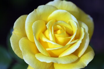 Lovely yellow coloured rose in fine detail
