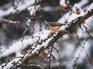 Haubenmeise auf einem Lärchenast im Schnee