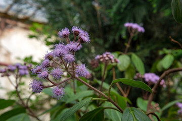 Obraz premium Beautiful purple torch bartlettina sordida(Eupatorium) flower in full bloom.