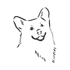 Vector portrait of welsh corgi pembroke. Hand drawn domestic dog illustration. Vector illustration for decoration, design logotype, leaflet, catalog, pet shops, veterinary clinics