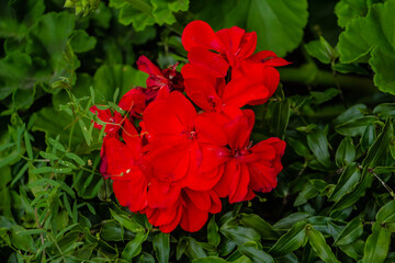 beautiful red, scarlet, pink geranium flowers in the meadow, floral background of delicate flowers