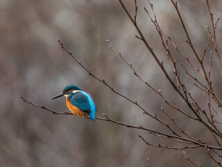 Eisvogel ruht sich auf Baumast aus