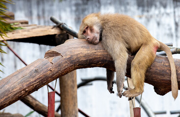 Royal baboon relaxing lazy on the tree branch