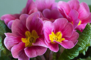 Common primrose flowers, close up shot