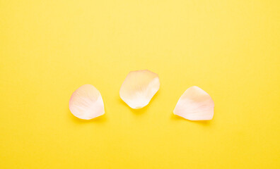 Celery leaf peony petals on yellow background