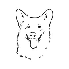 Vector portrait of welsh corgi pembroke. Hand drawn domestic dog illustration. Vector illustration for decoration, design logotype, leaflet, catalog, pet shops, veterinary clinics