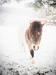Island Pony im Schnee