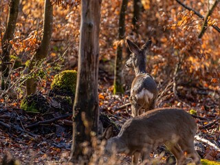 Junges Reh im Sonnenaufgang