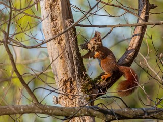 Eichhörnchen mit Baumaterial