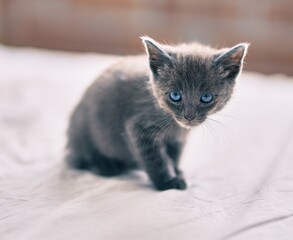Fototapeta na wymiar Adorable grey cat relaxing at the bed.