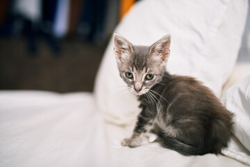 Beautiful and cute furry grey small kitty cat playing on the bed on a sunny day