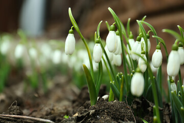 Fresh blooming snowdrop flowers growing in soil outdoors, space for text