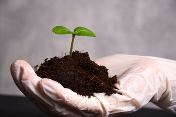 Sprout with earth in the palm of your hand.
