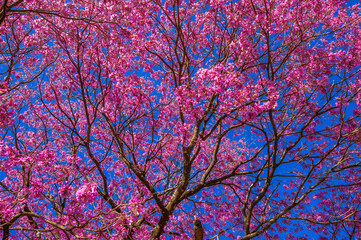 pink trumpet tree (Handroanthus impetiginosus)

