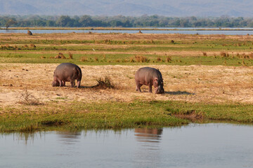 Naklejka na ściany i meble Two hippo's eating grass at the riverbank