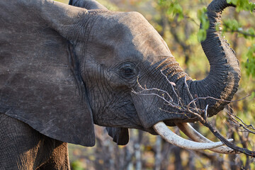 Close up of an African elephant
