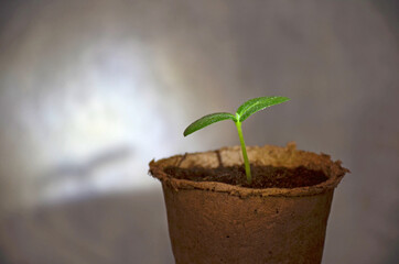 A sprout in a pot, its shadow on the wall.