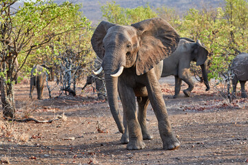 An African elephant in Kruger