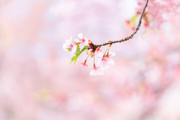 川沿いの桜並木