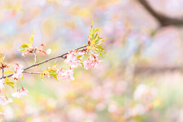 川沿いの桜並木