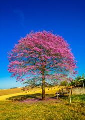 pink trumpet tree (Handroanthus impetiginosus)

