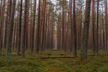 a passage in the pine forest with fallen trees