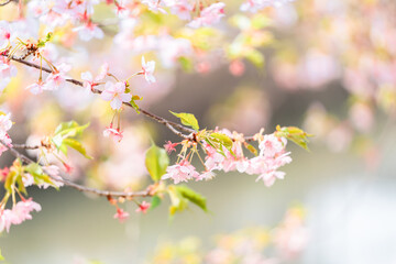 川沿いの桜並木