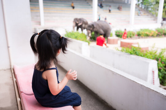 Rear back view girl sit on amphitheater waiting to watch the elephant show. Child look at talents of the four-legged animals. Kids go out with kitchen for weekend. Baby wear dark blue dress is 3 years