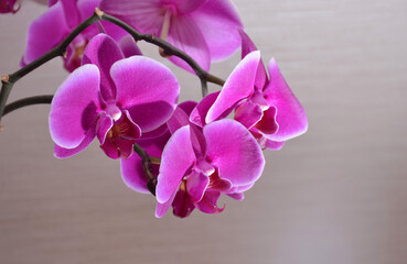 Pink orchid on a beige background.