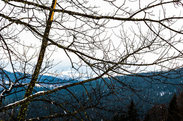 Temperate broadleaf and mixed forest in winter