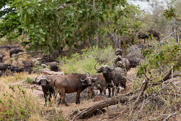 Herd of African buffalo in Kruger