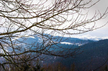 Fototapeta na wymiar Temperate broadleaf and mixed forest in winter