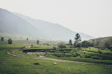 Green village landscape with trees and vegetation near dirt road in countryside on background of high mountain silhouettes in mist. Vintage alpine scenery with copse on hills and mountains in fog.