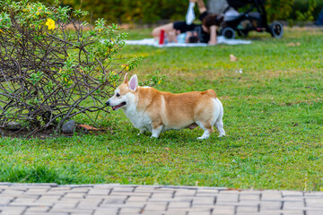 Adorable Welsh Corgi dog playing at the park