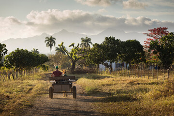 Car with bulls in VInales with beautiful light at sunrise and palm trees in background. Cuba