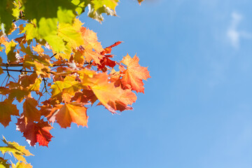 Picturesque autumn card with red maple leaves and lettering field on blue sky, Italy