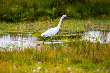 Grande aigrette dans le marais	