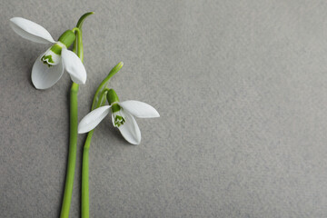Fototapeta premium Beautiful snowdrops on grey background, flat lay. Space for text