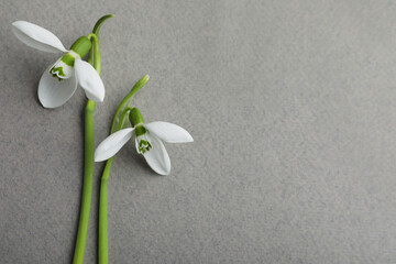 Beautiful snowdrops on grey background, flat lay. Space for text