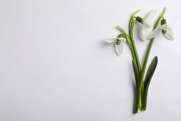 Beautiful snowdrops on light background, flat lay. Space for text