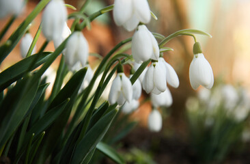 Fresh blooming snowdrops growing outdoors, space for text. Spring flowers
