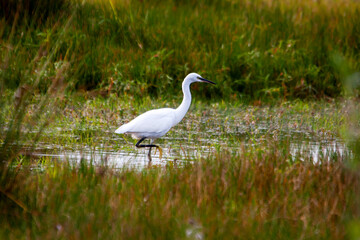Fototapeta premium Grande aigrette dans le marais 